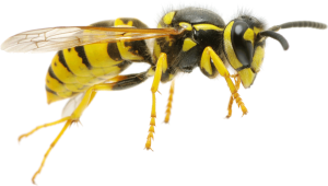 Wasp PNG-74608